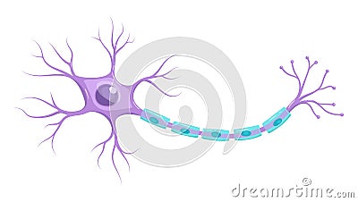 Illustration of neuron anatomy. Vector infographic Neuron, nerve cell axon and myelin sheath Stock Photo